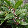 Sarcococca - Fleischbeeren