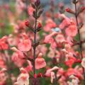 Strauchsalbei mit orangefarbenen Blüten