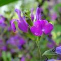 Strauchsalbei mit violetten Blüten