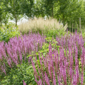 Waldsalbei - Salvia nemorosa