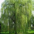 Salix - Weiden