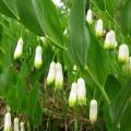 Polygonatum - Salomonssiegel