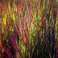 Schizachyrium