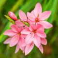 Schizostylis - Spaltgriffel