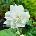 Philadelphus - Bauernjasmin mit gefüllten Blüten