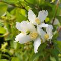 Philadelphus - Bauernjasmin mit Duft