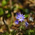 Schattenbeet im Frühling