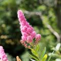 Spiersträucher mit rosa Blüten