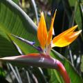 Strelitzia - Paradiesvogelblume