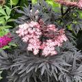 Holunder - Sambucus