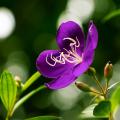 Tibouchina