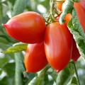 Tomaten mit mittelgroßen Früchten