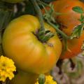 Großfrüchtige Tomaten