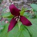 Trillium - Waldlilien