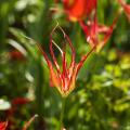 Botanische Tulpen