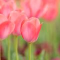 Tulpen mit rosa Blüten