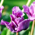 Tulpen mit violetten und purpurfarbenen Blüten