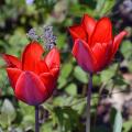 Einfache Tulpen