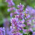 Bienenfreundliche Stauden für trockene Böden