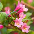 Weigelien mit rosa Blüten