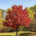 Acer rubrum - Rot-Ahorn