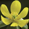 Eranthis - Winterling