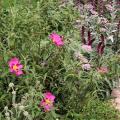 Garrigue-Garten